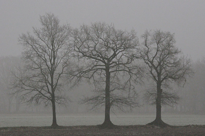 <i class='fa fa-user'></i> valentine | Bomen in de mist  <i class='fa fa-eye'> 151</i>   <i class='fa fa-comment-o'> 5</i>