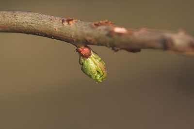 weet iemand wat voor boom dit is?