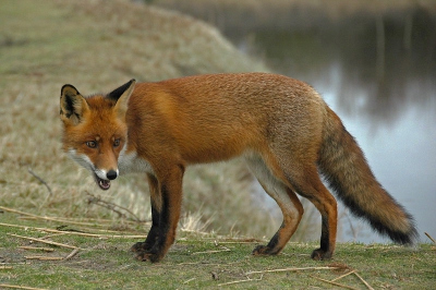 Gisteren heerlijk naar de duinen geweest met z'n vieren 
( Agnes + Colinda, Bert en ik )
Daar mocht ik mijn nieuwe camera weer lekker uitproberen. Instellen letten op focus scherpte diepte licht maar ook nog een op de compositie en dit alles in een korte tijd. Ja en dan zie je hem ineens je hart klopt hevig en je vergeet bijna te klikken wat een ervaring toch elke keer weer als je een vosje tegen komt. Ik vond dit persoonlijk mijn mooiste plaat en wilde hem jullie ook niet onthouden