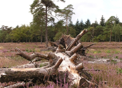 Een typisch herfstplaatje met de bloeiende heide. De oorspronkelijke foto was nogal scheef, dus rechtgetrokken in PS.