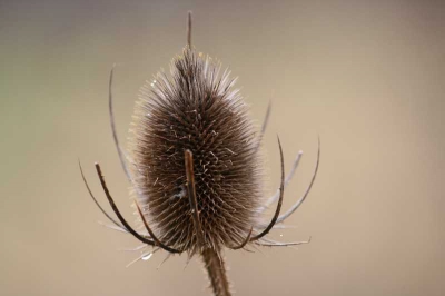 UIt hand, 200MM macro, sigma 70-300, met een 400d