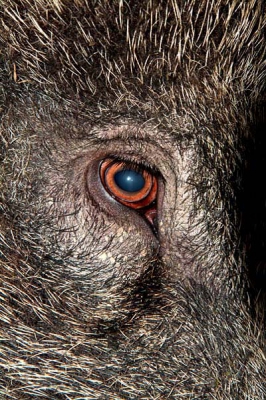 <i class='fa fa-user'></i>&nbsp;Martijn de Jonge&nbsp;| Wild Zwijn&nbsp; <i class='fa fa-eye'>&nbsp;470</i> &nbsp; <i class='fa fa-comment-o'>&nbsp;3</i>