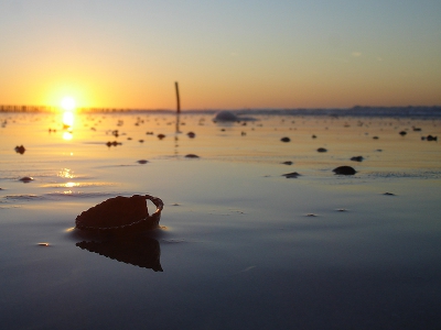 Na de commentaren op mijn vorige foto's wil ik deze nog plaatsen. En met de scherpte dichtbij. Jammer vind ik dat de schelp, de zon en de paal dicht bij elkaar zitten en niet wat meer verspreid, maar zo'n foto had ik niet. Ook is het jammer dat de zon wat overbelicht is. Graag weer wat meningen :)