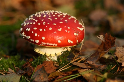 Met 5 min. zon in een heel weekend toch een leuk plaatje kunnen schieten van de paddestoelen.
Gr Arian