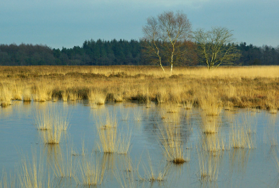 <i class='fa fa-user'></i> Henk Bootsma | Duurwoudsterheide  <i class='fa fa-eye'> 197</i>   <i class='fa fa-comment-o'> 2</i>