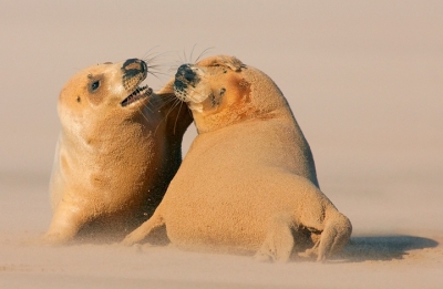 Aan de oostkust van Engeland komen gedurende de winter vele honderden grijze zeehonden samen. Tijdens de paringstijd zijn speelse gevechten in zowel de branding als op het strand aan de orde van de dag. Wild Images Photo Tours biedt u nu de mogelijkheid om dit unieke schouwspel te fotograferen. Kijk voor meer informatie op www.Wildimages.nl