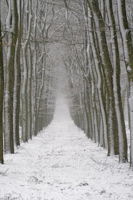 <i class='fa fa-user'></i> j.geerlinks | Beukenlaantje in de sneeuw  <i class='fa fa-eye'> 241</i>   <i class='fa fa-comment-o'> 8</i>