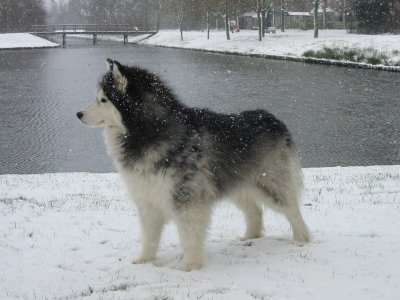 Foto van een van Mijn Siberische Husky's (Silver) in het park hier in de wijk.