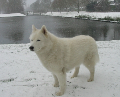 Foto van Mijn andere Siberische Husky (Nikki) in het park hier in de wijk.