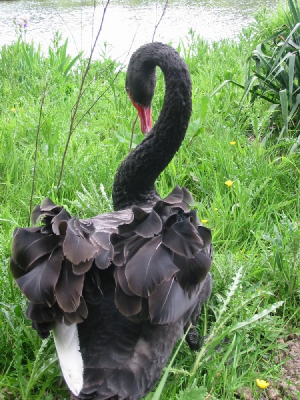 Momentopname van een zwarte zwaan die daadwerkelijk leek te poseren voor de foto.
Jammer genoeg heb ik me niet genoeg tijd gegund om de foto op mijn gemak te nemen.
