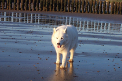 Mijn Siberische Husky (Nikki) on het strand in Breskens