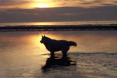 Mijn Siberische Husky (Nikki) oo het strand in Breskens tijdens een grandioze zonsondergang