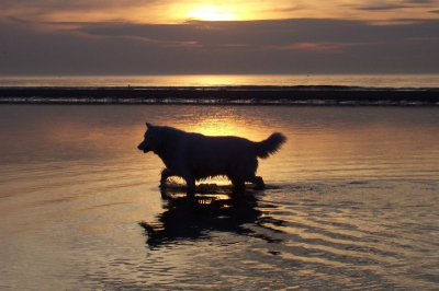 Mijn Siberische Husky (Nikki) oo het strand in Breskens tijdens een grandioze zonsondergang