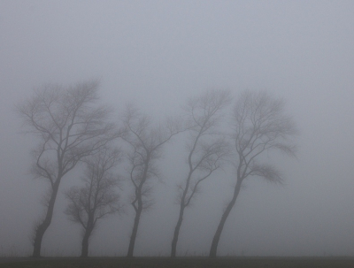 <i class='fa fa-user'></i> Tim Oord | Landschap bomen  <i class='fa fa-eye'> 219</i>   <i class='fa fa-comment-o'> 2</i>