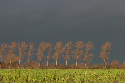 Afgelopen zondag namiddag kwam het zonnetje nog heel 
even tussen de bewolking door. Dan is het een kwestie van net op het juiste moment  een goede plaats uitkiezen. Vond
deze fel belichte voorgrond mooi afsteken tegen de donker
dreigende achtergrond. 

ISO400 , 1/320 , F7.10 -1/3 , EOS 20D 70-200 @ 84mm.

Greetz, Harm.