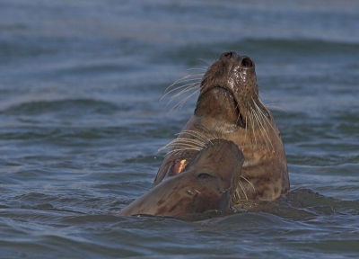 <i class='fa fa-user'></i> luc hoogenstein | Grijze Zeehond  <i class='fa fa-eye'> 227</i>  <i class='fa fa-thumbs-up'> 1</i>   <i class='fa fa-comment-o'> 5</i>