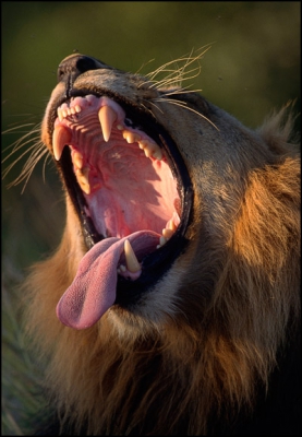Ik vond deze leeuw een aantal jaren geleden slapend langs de kant van de weg bij Satara Camp in het Kruger National Park, en heb bijna een uur gewacht totdat hij wakker werd, want ik wist dat hij dan zou gaan gapen.
Uiteinelijk werd mijn geduld beloond...