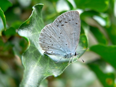 <i class='fa fa-user'></i>&nbsp;Marchel&nbsp;| Boomblauwtje&nbsp; <i class='fa fa-eye'>&nbsp;224</i> &nbsp; <i class='fa fa-comment-o'>&nbsp;3</i>