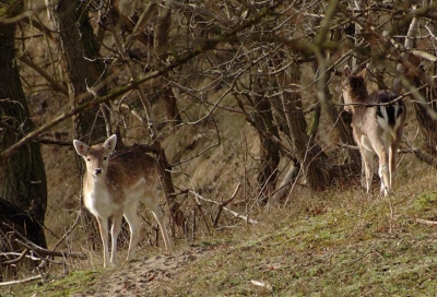 Met mijn nieuwe lens (55-200mm) ging ik fotograferen en toen kwam ik deze herten tegen. Ik dacht misschien is deze foto wel wat voor nederpix. 
En het duurde even voordat we (papa en ik) de juiste crop hadden gevonden omdat anders de kwaliteit van de foto te 
laag was.