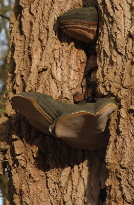 De eerste paddestoel die ik tegen kwam vandaag was deze zwam hoog in de boom. Door mijn nieuwe lens was die heel dichtbij