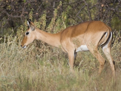 <i class='fa fa-user'></i> Wim de Groot | Impala  <i class='fa fa-eye'> 100</i>   <i class='fa fa-comment-o'> 0</i>