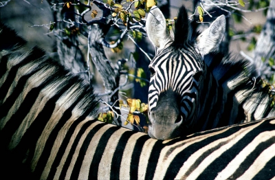 <i class='fa fa-user'></i>&nbsp;Wim Remmelzwaal&nbsp;| Gewone Zebra&nbsp; <i class='fa fa-eye'>&nbsp;198</i> &nbsp; <i class='fa fa-comment-o'>&nbsp;1</i>