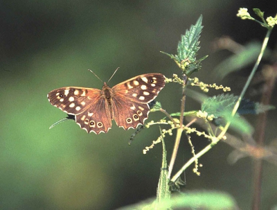 <i class='fa fa-user'></i>&nbsp;Hans de Braal&nbsp;| Bont Zandoogje&nbsp; <i class='fa fa-eye'>&nbsp;256</i> &nbsp; <i class='fa fa-comment-o'>&nbsp;3</i>