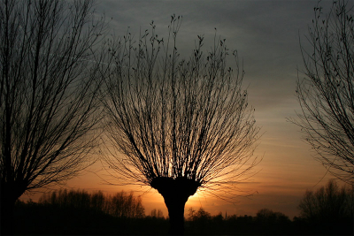 Een mooi silhouet tegen een gekleurde winterlucht.
