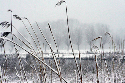 Het mooie aan deze foto vind ik dat hij is genomen terwijl het sneeuwde en dat je de vlokjes kunt zien. Helaas blijkt een (digitale) camera hier minder tegen bestand en koste het uren drogen voordat ik hem weer aan de praat had....