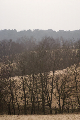 <i class='fa fa-user'></i> Martin van der Giesen | Nationaal Park Loonse en Drunense Duinen  <i class='fa fa-eye'> 138</i>   <i class='fa fa-comment-o'> 2</i>