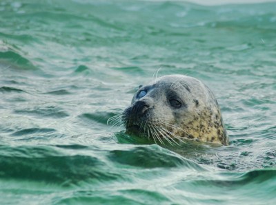 deze zeehond is blind en kan niet meer uitgezet worden