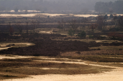 <i class='fa fa-user'></i> Martin van der Giesen | Nationaal Park De Loonse en Drunense Duinen  <i class='fa fa-eye'> 195</i>   <i class='fa fa-comment-o'> 7</i>