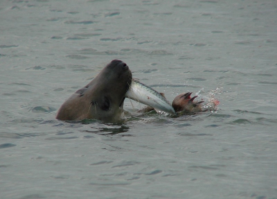 Deze zeehond kwam boven vlak bij de oever. Hij kon deze makreel bijna niet naar binnen krijgen.