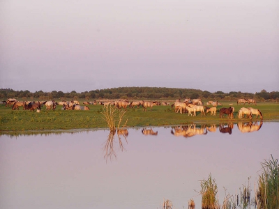 <i class='fa fa-user'></i>&nbsp;Rene Adelerhof&nbsp;| Konik&nbsp; <i class='fa fa-eye'>&nbsp;212</i> &nbsp; <i class='fa fa-comment-o'>&nbsp;0</i>