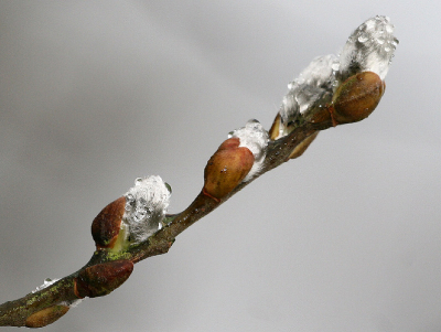 de foto is gemaakt tussen de buien door .
de achtergrond is de lucht met op afstand verschillende takken .
die de witte achtergrond wat donkerder maken .

gr ad .