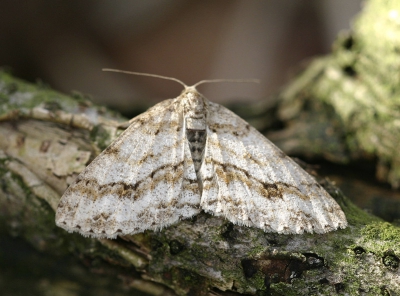 Dit is een vroege waarneming van de gewone spikkelspanner 1e generatie. Deze soort heeft per jaar 2 generaties,soms gevolgd door een 3e partiele generatie tot in november. Rups is te vinden van april tot begin september. De soort overwintert als pop in de grond. Komt vooral voor in loofbossen en struwelen,parken en tuinen in bosachtige gebieden.
Bij de achterrand van de voorvleugel bevinden zich de kenmerkende 2 donkere pijlvormige vlekjes.