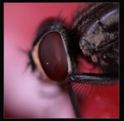 Macro opname van de facetten van het oog van de gewone huisvlieg