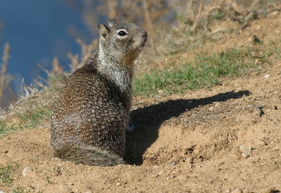 <i class='fa fa-user'></i>&nbsp;Peter Vercruijsse&nbsp;| Californische Grondeekhoorn&nbsp; <i class='fa fa-eye'>&nbsp;207</i> &nbsp; <i class='fa fa-comment-o'>&nbsp;0</i>