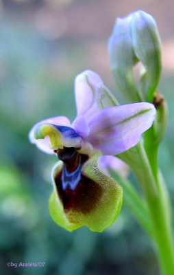 In het NAtuurpark van La Mata, vlakbij Torrevieja, hebben we ongeveer 6 exemplaren van deze orchidee aangetroffen.