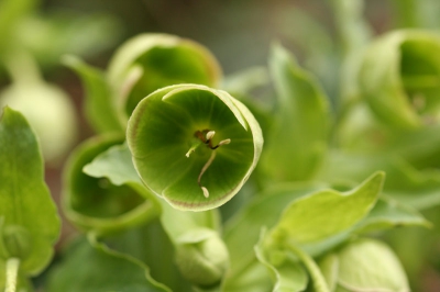 groene bloemen blijven iets bijzonders hebben.