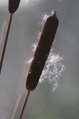 Er viel mooi licht op de pluizen van deze lisdodde
