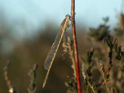 Ik had ze 's winters niet gezien, maar ze waren er nog wel degelijk. 
Deze foto beviel me wel vanwege de heidetakjes die de afbeelding in dit geval versterken en het contrast met de felrode stengel, waar de winterjuffer op zit.