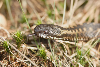Deze adder is op jacht .....sssssss