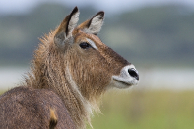 <i class='fa fa-user'></i> Arie Ouwerkerk | Defassa-waterbok  <i class='fa fa-eye'> 186</i>   <i class='fa fa-comment-o'> 3</i>