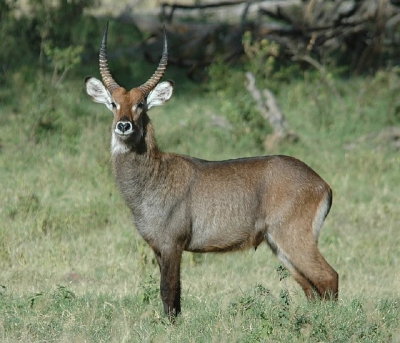 Bij Lake Nakuru lopen veel kuddes waterbokken.