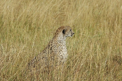 Als een waakhond kijkt de cheetah over de vlakte, niets ontgaat hem. Kippenvel als je daarbij zit. Zeker als hij dan ook nog een sprintje trekt met een thompson gazelle. De gazelle won...