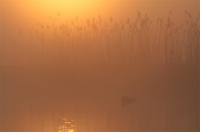 <i class='fa fa-user'></i> ferrystreng | Warm licht  <i class='fa fa-eye'> 191</i>  <i class='fa fa-thumbs-up'> 1</i>   <i class='fa fa-comment-o'> 5</i>