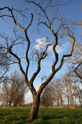 Tussen de singels van de polder Kaleweg staat een groepje fruitbomen. Lastig om een compositie te maken. Groothoek erop en vanonder geschoten met zoveel lucht.

Gr

Hillebrand
www.pixus.nl