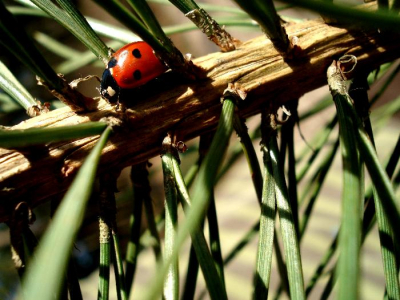 De tijd der lieveheersbeestjes is weer aangebroken, dus weer tijd om deze rode kevertjes te fotograferen.
Ik vond de compositie wel leuk, ik heb scherpgesteld op het beestje.