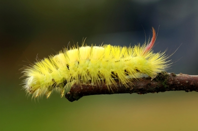 Nikon D70 , Nikon 105/2.8 macro ; 1/100s  F 10 ,
was moeilijk te fotograferen, was heel actief , is me toch gelukt uit de hand . Vooral de kleurtjes vind ik leuk .